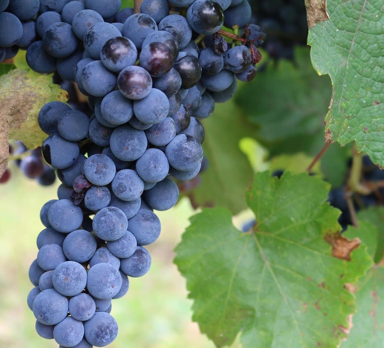 Hrozen odrůdy Cabernet Moravia